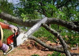 Best Tree Mulching  in Adrian, MO